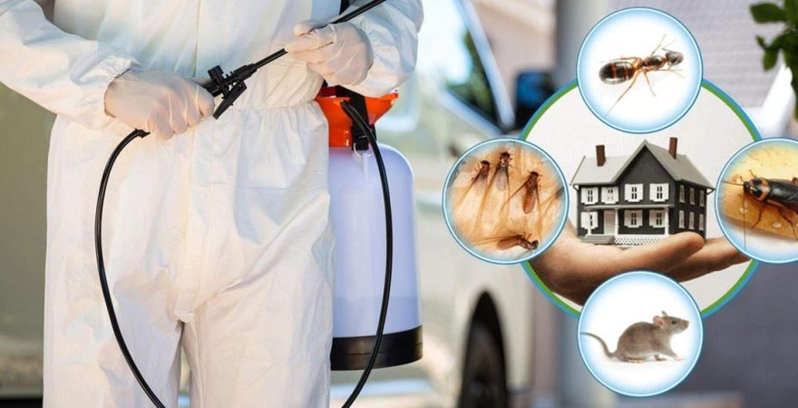 Sarıçam Böcek İlaçlama